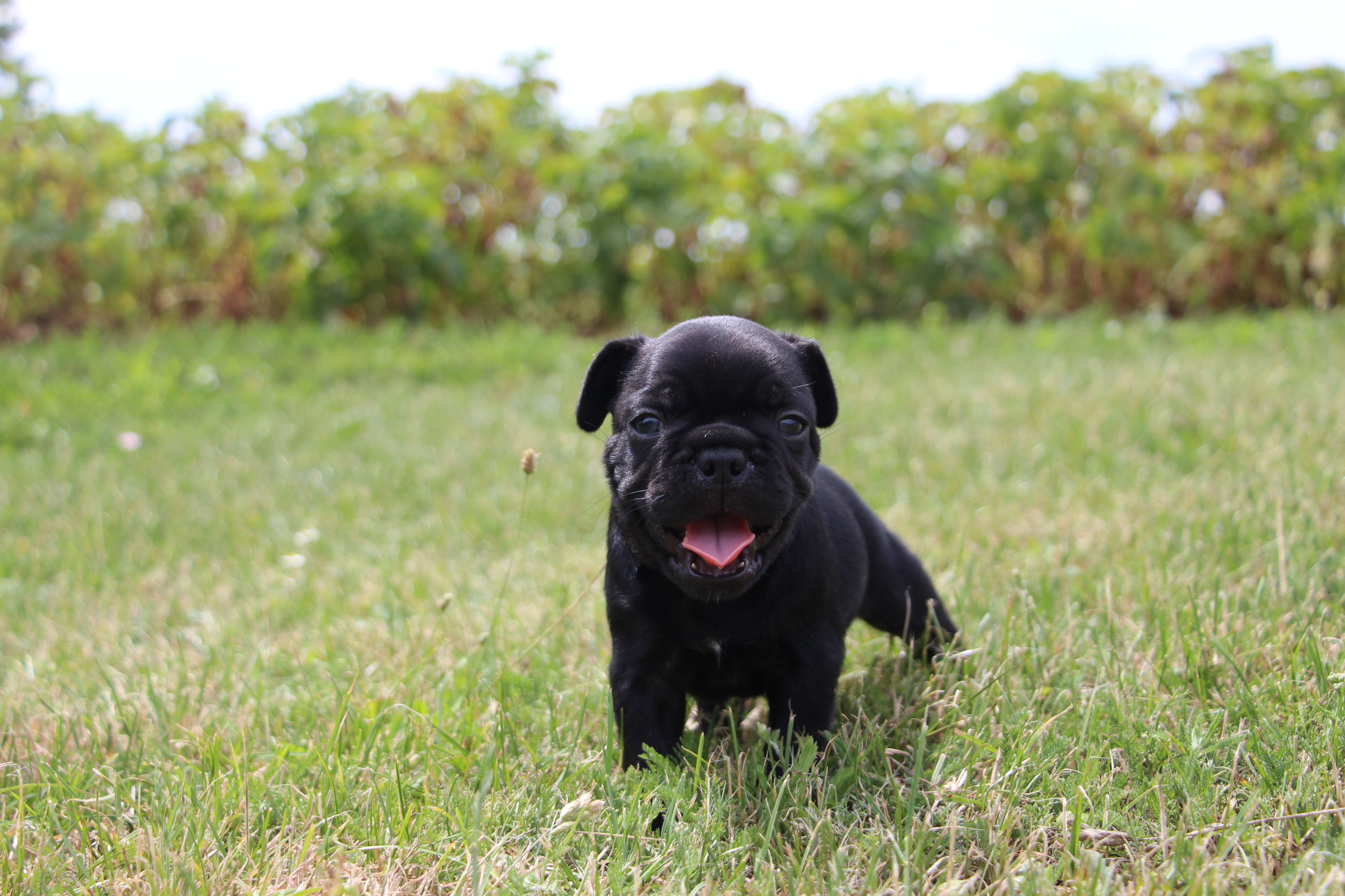 <svg class='green'></svg> <b>Mr.Sirius Black</b> <svg class='green'></svg>